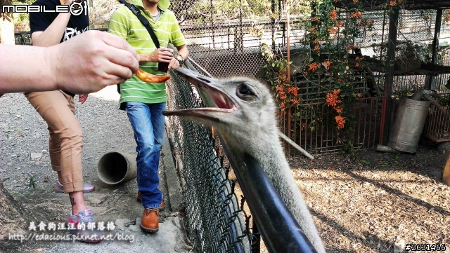 美食狗汪汪【屏東-遊記】激釣巨鱷 不一樣的鱷魚農場