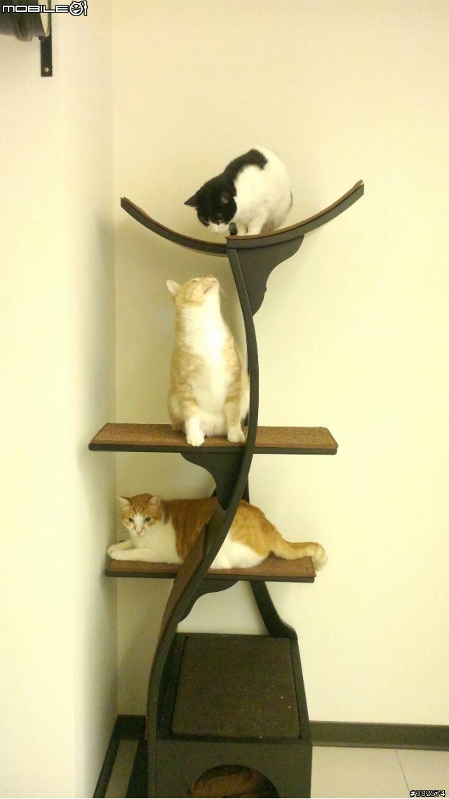 Lotus Cat Tower 貓跳台開箱文