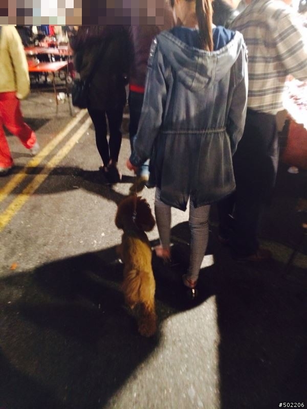 急尋 失主 及 好心領養人 -紅貴賓 公 成犬(已被領養了,請勿再來電)