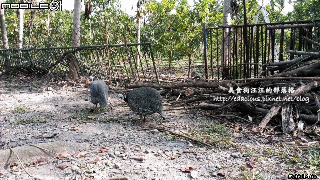 美食狗汪汪【屏東-遊記】激釣巨鱷 不一樣的鱷魚農場