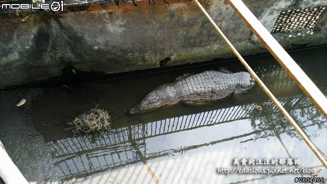 美食狗汪汪【屏東-遊記】激釣巨鱷 不一樣的鱷魚農場