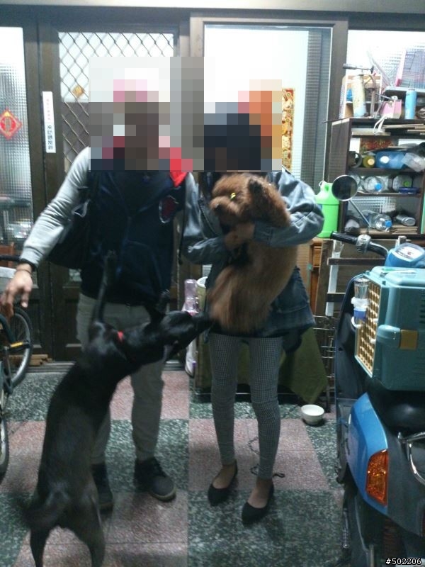 急尋 失主 及 好心領養人 -紅貴賓 公 成犬(已被領養了,請勿再來電)