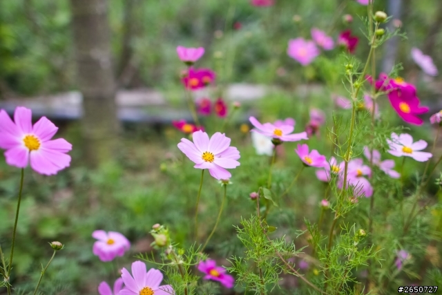 遇見南科旁的神祕花園─雲山坊田園餐廳
