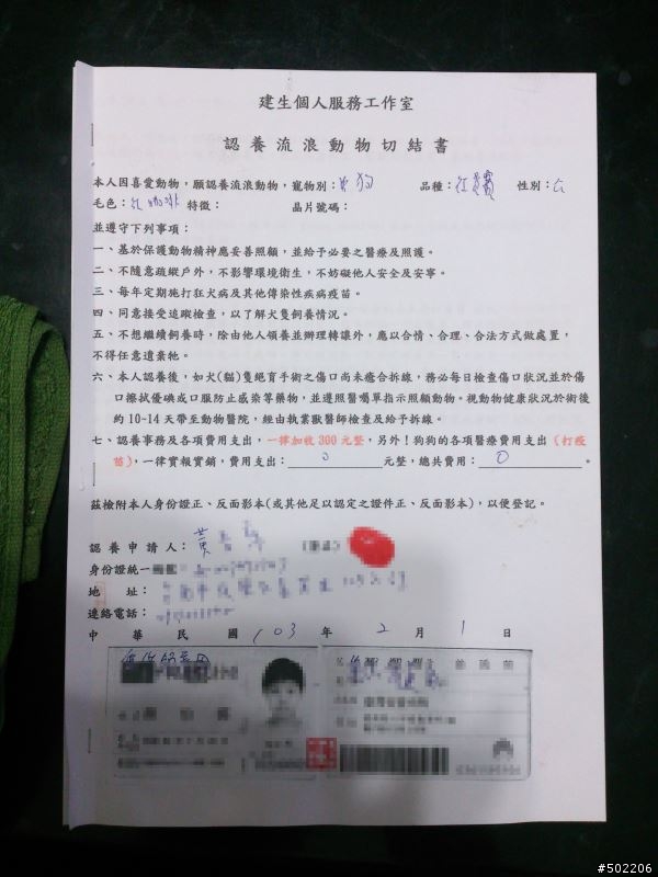 急尋 失主 及 好心領養人 -紅貴賓 公 成犬(已被領養了,請勿再來電)