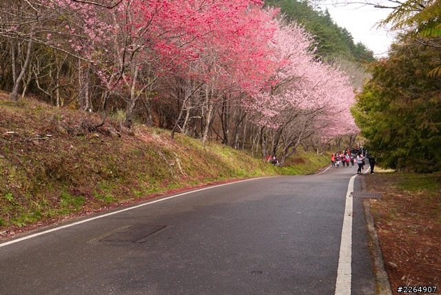 (武陵農場-賞花趣)-2014-粉紅佳人-花開現況-02-15
