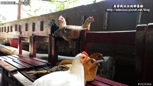 美食狗汪汪【屏東-遊記】激釣巨鱷 不一樣的鱷魚農場