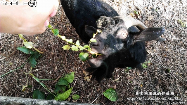 美食狗汪汪【屏東-遊記】激釣巨鱷 不一樣的鱷魚農場
