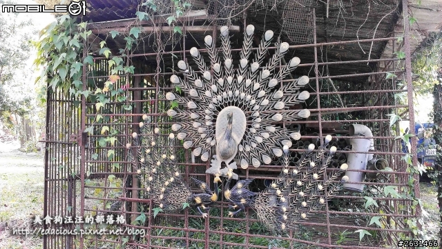 美食狗汪汪【屏東-遊記】激釣巨鱷 不一樣的鱷魚農場