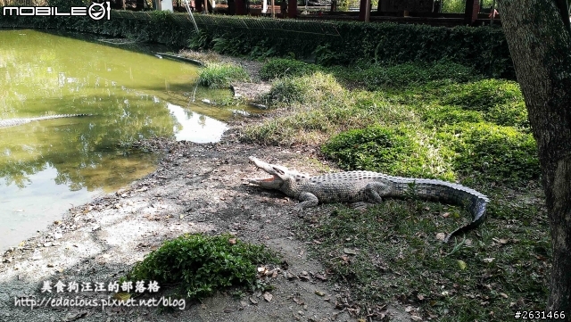 美食狗汪汪【屏東-遊記】激釣巨鱷 不一樣的鱷魚農場
