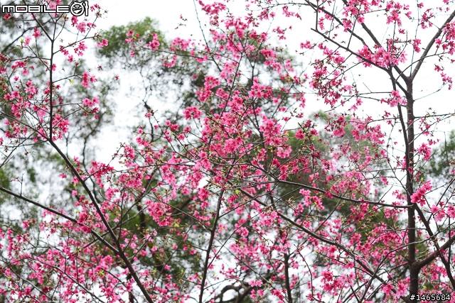 象園咖啡‧Elephant Garden