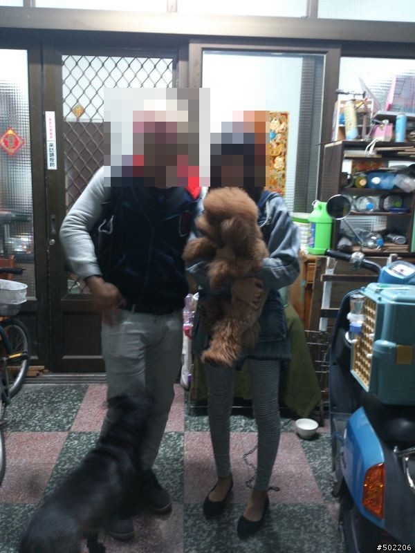 急尋 失主 及 好心領養人 -紅貴賓 公 成犬(已被領養了,請勿再來電)