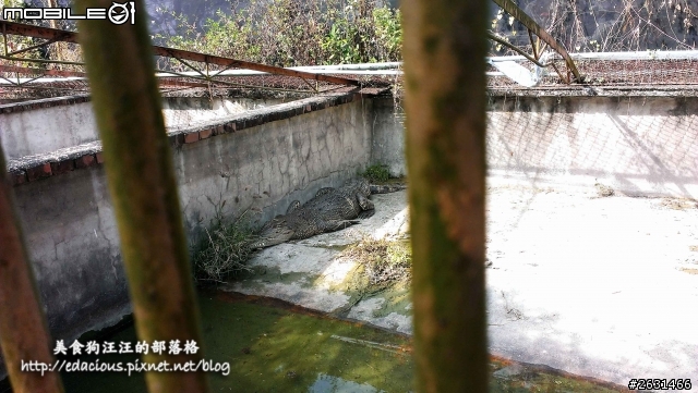 美食狗汪汪【屏東-遊記】激釣巨鱷 不一樣的鱷魚農場