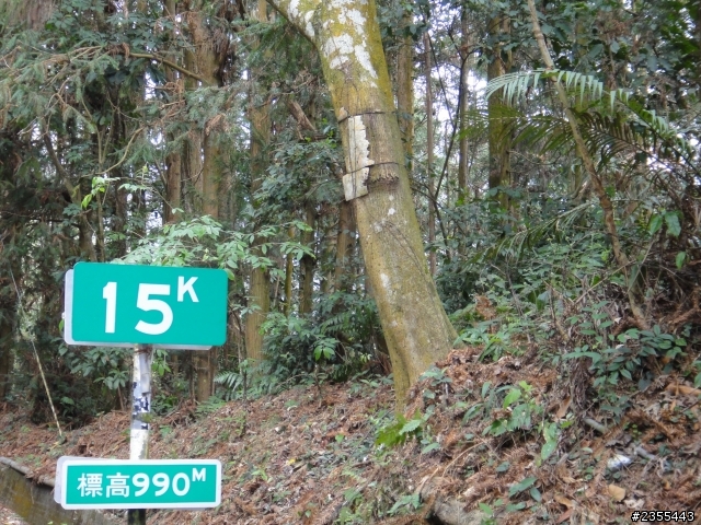 漫遊台中新社與大雪山林道,發現吉野櫻的尋花之旅(下)