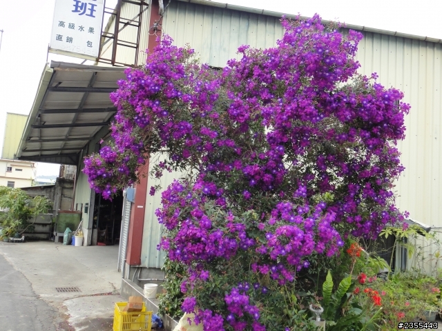 漫遊台中新社與大雪山林道,發現吉野櫻的尋花之旅(下)