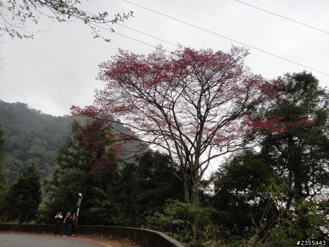 漫遊台中新社與大雪山林道,發現吉野櫻的尋花之旅(下)
