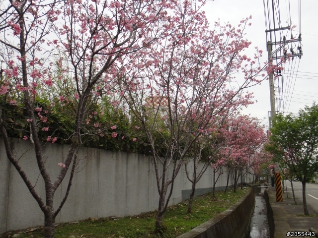 漫遊台中新社與大雪山林道,發現吉野櫻的尋花之旅(上)