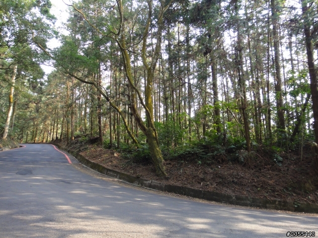 漫遊台中新社與大雪山林道,發現吉野櫻的尋花之旅(下)