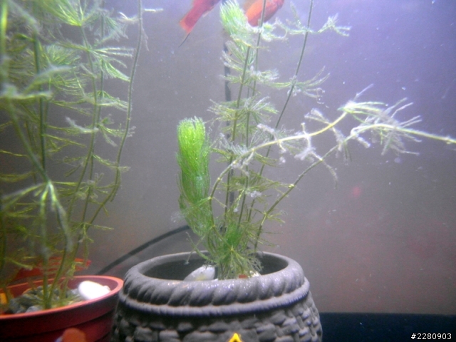 黑茶壺 孔雀魚 一直死