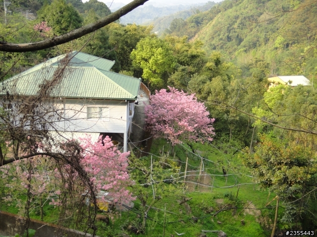 漫遊台中新社與大雪山林道,發現吉野櫻的尋花之旅(下)