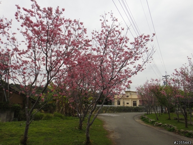 漫遊台中新社與大雪山林道,發現吉野櫻的尋花之旅(上)
