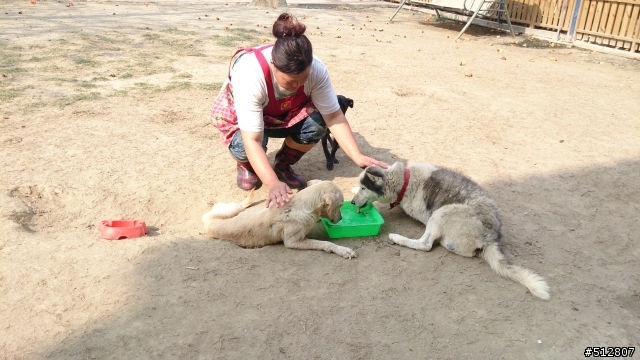 走訪莉丰慧館,毛孩子的快樂天堂(圖+文分享)