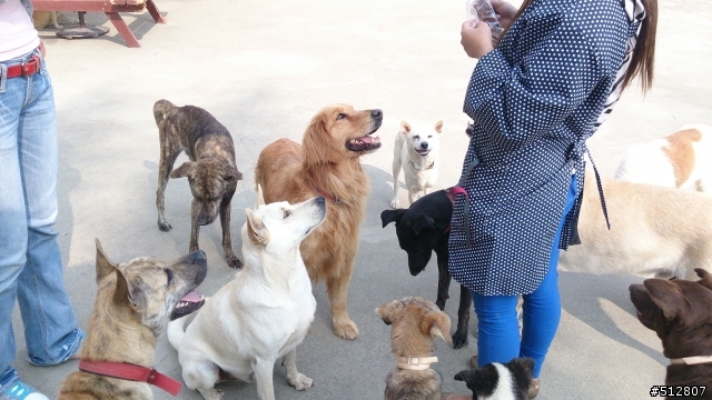 走訪莉丰慧館,毛孩子的快樂天堂(圖+文分享)