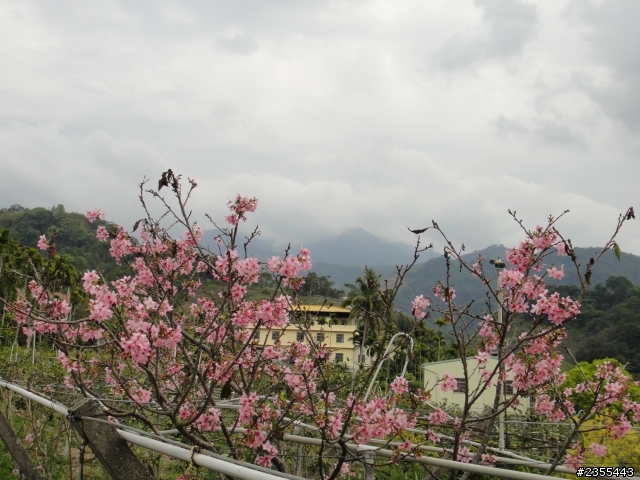 漫遊台中新社與大雪山林道,發現吉野櫻的尋花之旅(下)
