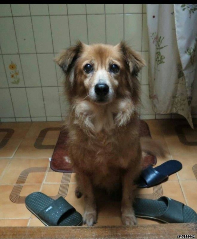 急,希望能有愛狗人士幫忙! 謝謝~