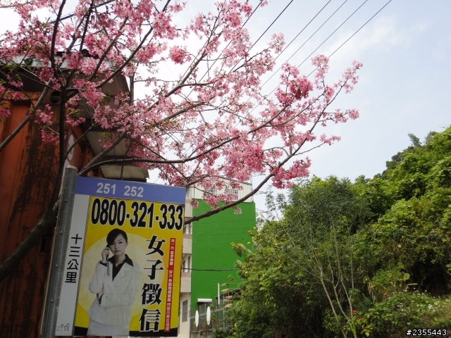 漫遊台中新社與大雪山林道,發現吉野櫻的尋花之旅(下)