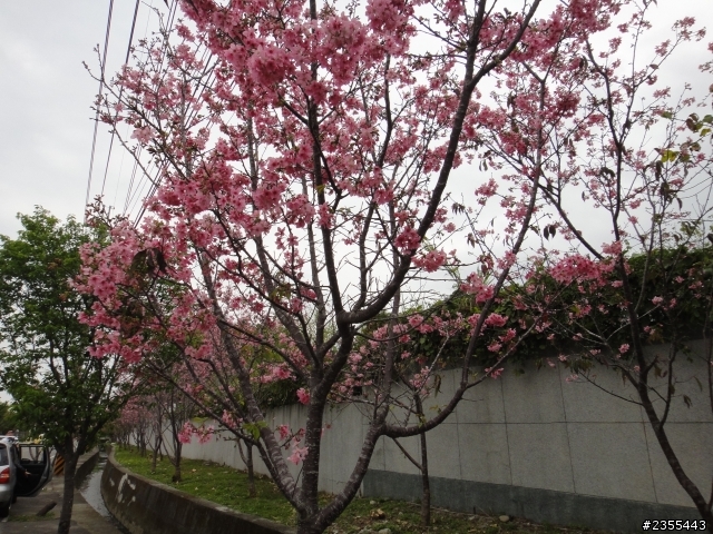 漫遊台中新社與大雪山林道,發現吉野櫻的尋花之旅(上)