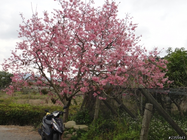 漫遊台中新社與大雪山林道,發現吉野櫻的尋花之旅(上)