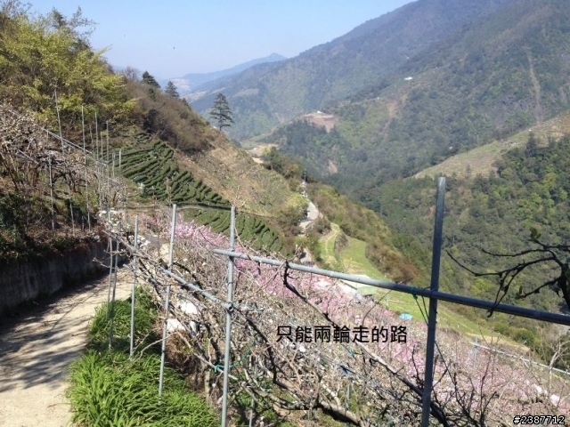 臺灣縱騎-中橫支線+中橫+合歡山+武嶺+新中橫+阿里山