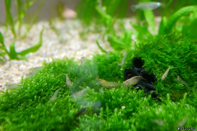 這是什麼蝦??