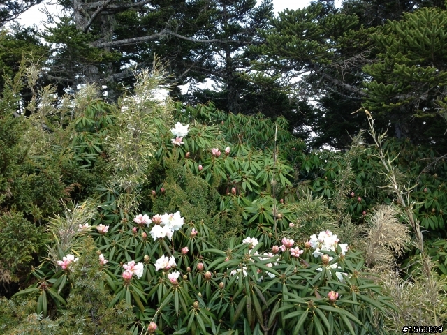 武陵三秀單日攻(桃山,詩崙山,喀拉業山,池有山,沒去品田山)