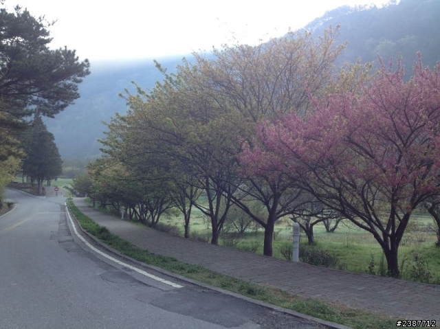 臺灣縱騎-中橫支線+中橫+合歡山+武嶺+新中橫+阿里山