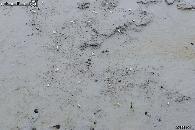 高美濕地半日遊