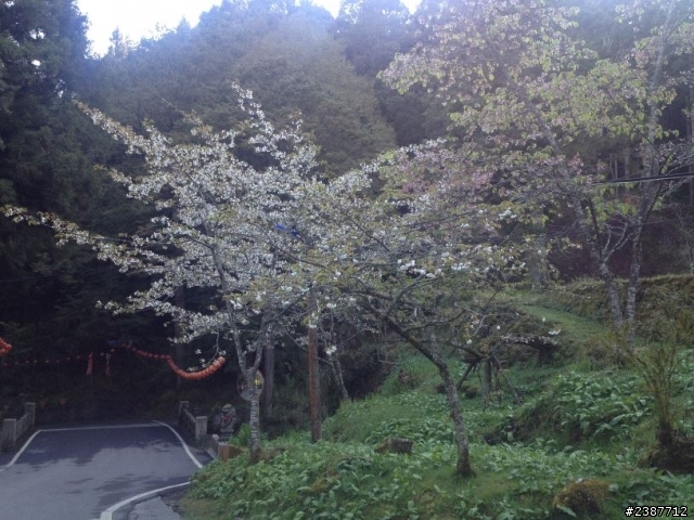 臺灣縱騎-中橫支線+中橫+合歡山+武嶺+新中橫+阿里山