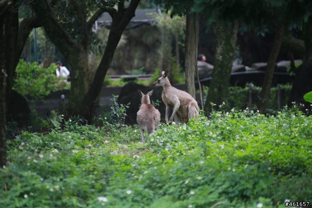 Kenko Teleplus PRO 300 DGX 1.4x AF Teleconverter 二手開箱