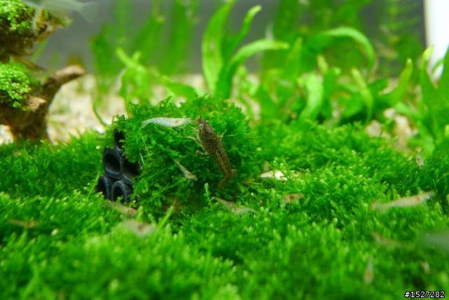 這是什麼蝦??