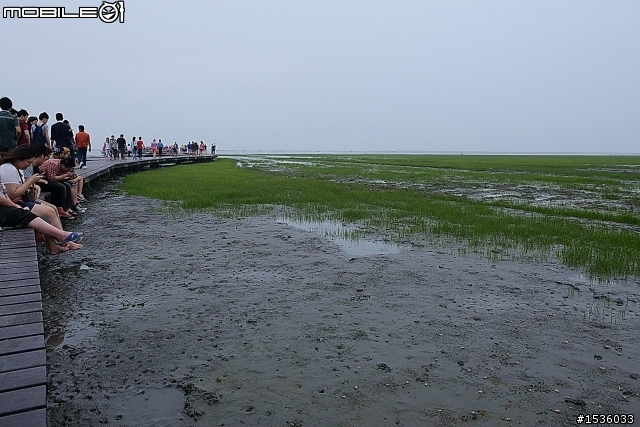 高美濕地半日遊