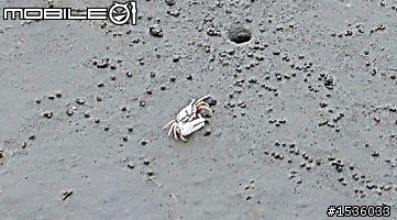 高美濕地半日遊