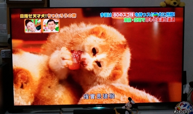 (開箱)便宜高畫質Sony BRAVIA 50W800B