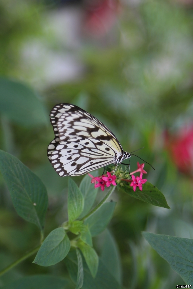 Kenko Teleplus PRO 300 DGX 1.4x AF Teleconverter 二手開箱