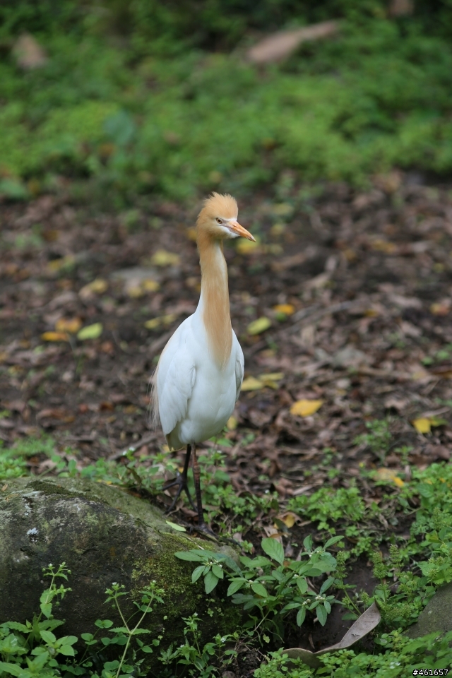 Kenko Teleplus PRO 300 DGX 1.4x AF Teleconverter 二手開箱