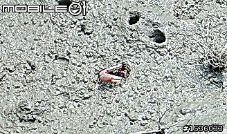高美濕地半日遊