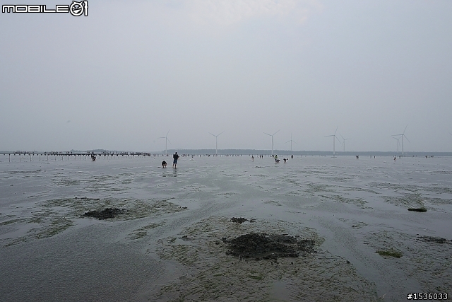 高美濕地半日遊