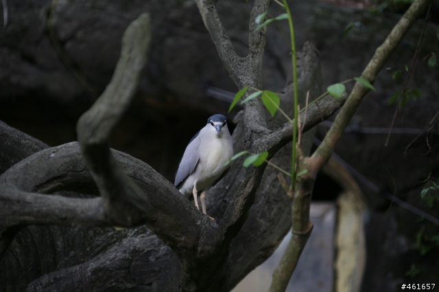 Kenko Teleplus PRO 300 DGX 1.4x AF Teleconverter 二手開箱