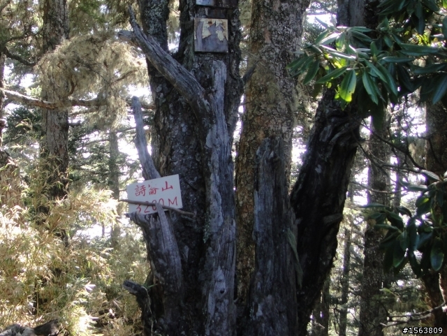 武陵三秀單日攻(桃山,詩崙山,喀拉業山,池有山,沒去品田山)