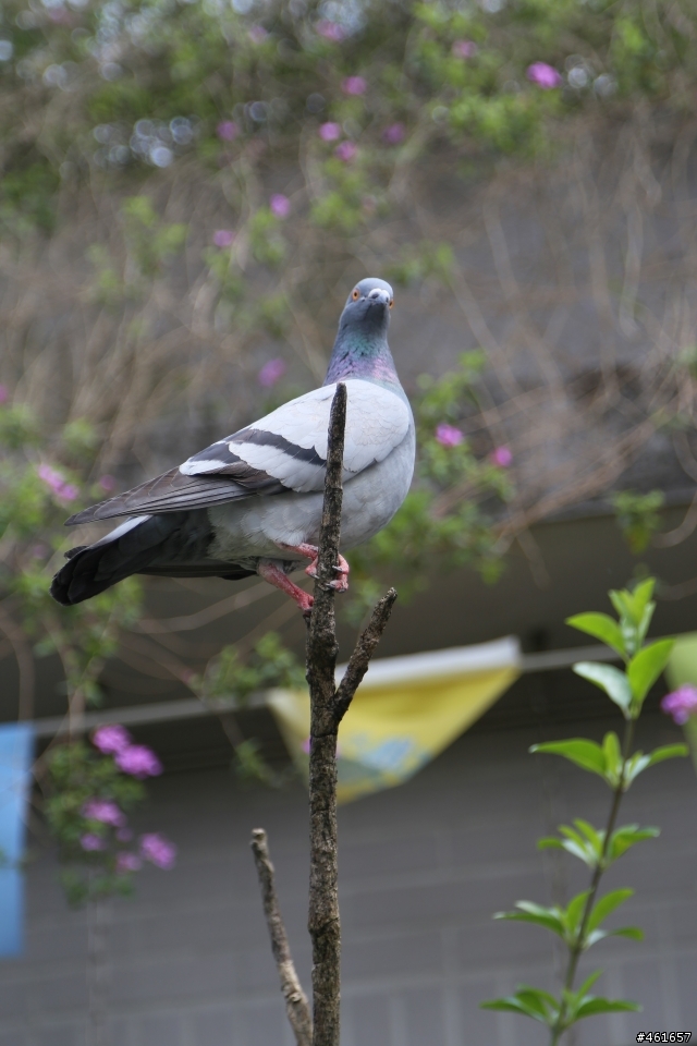 Kenko Teleplus PRO 300 DGX 1.4x AF Teleconverter 二手開箱