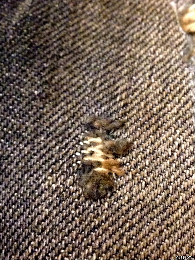 金斯大系列來襲,第一章Phoenix Immolation Antique Jeans
